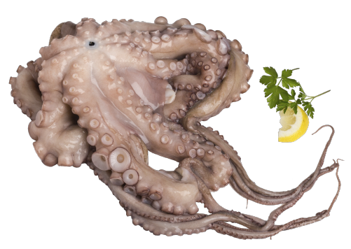 Polvo Limpo - Octopus Vulgaris 